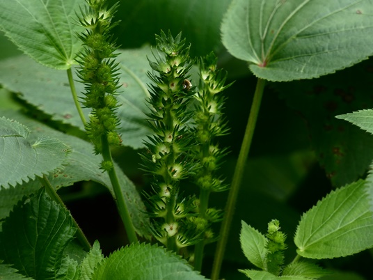 {Acalypha ostryifolia}